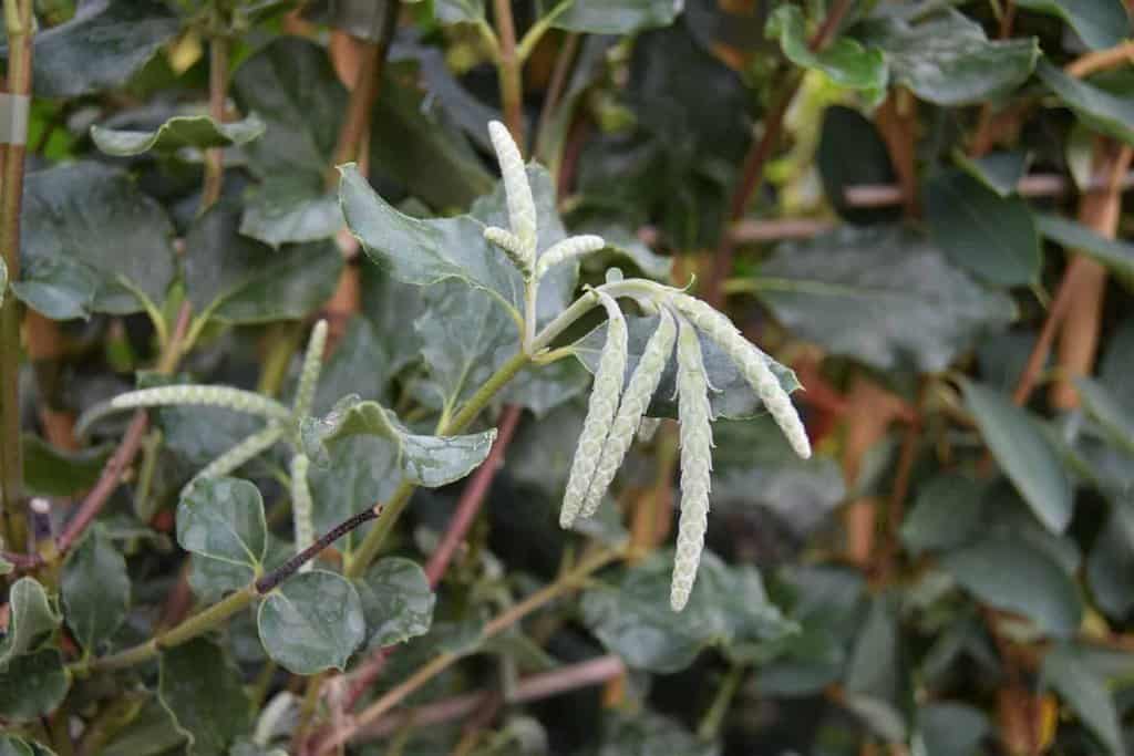 Garrya elliptica 150-175 cm